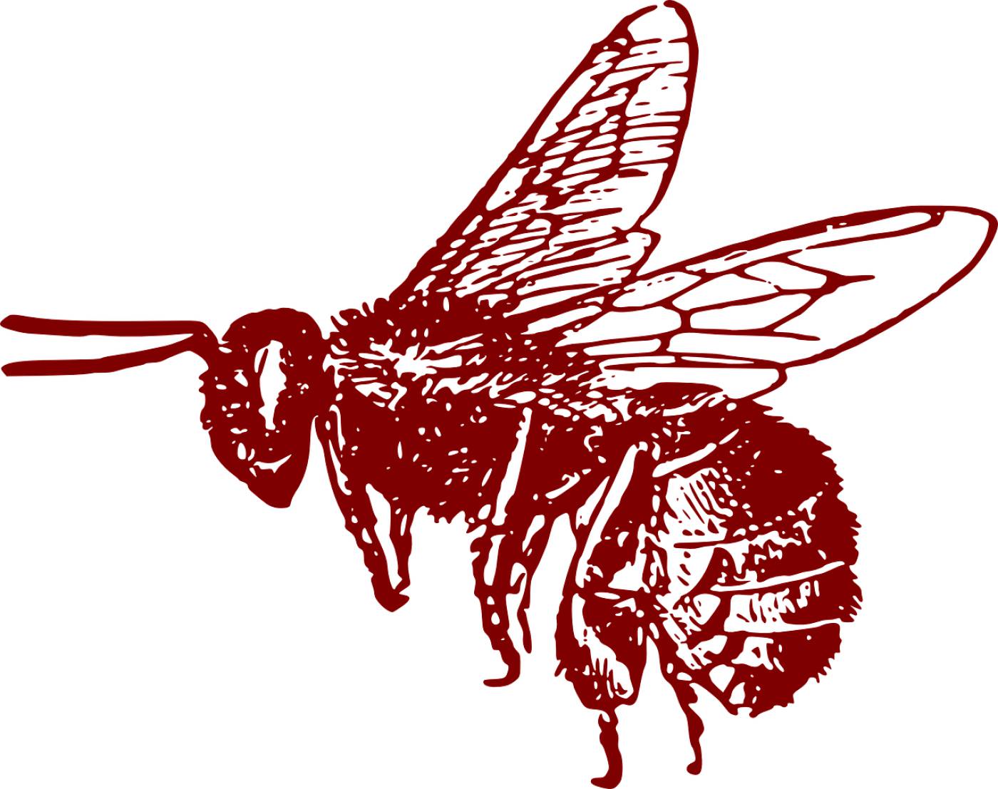 honeybee bee insect pollen  svg vector