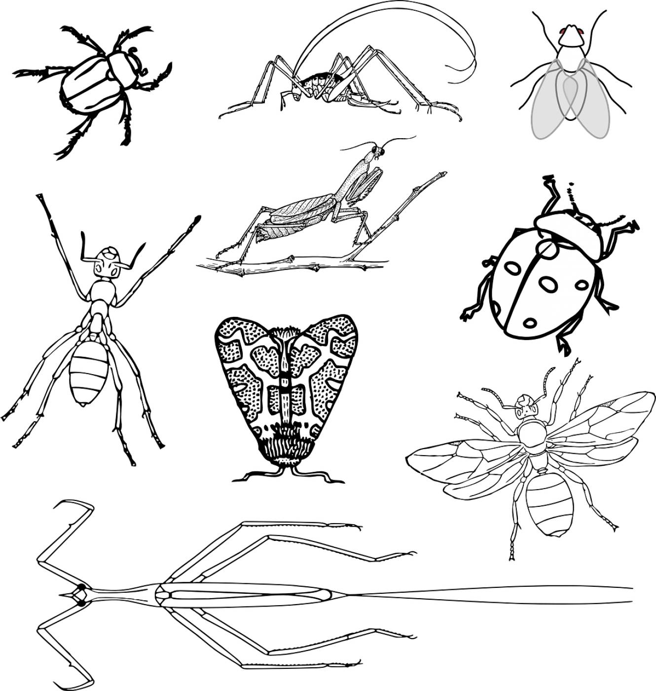 insects bugs beetle ant bee fly  svg vector