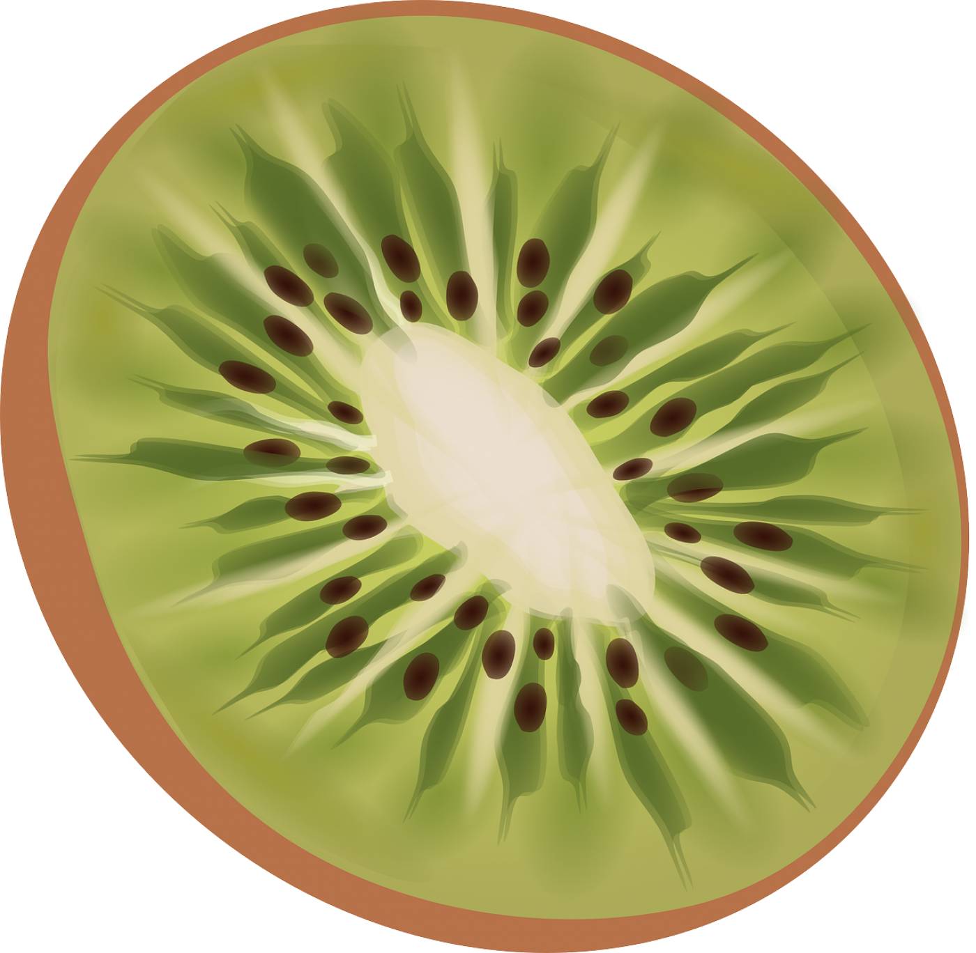 kiwi fruit food dessert vitamins  svg vector
