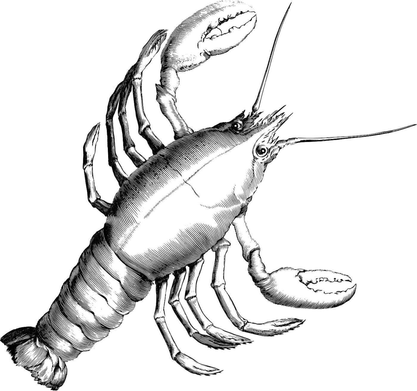 lobster crab crustacean crayfish  svg vector