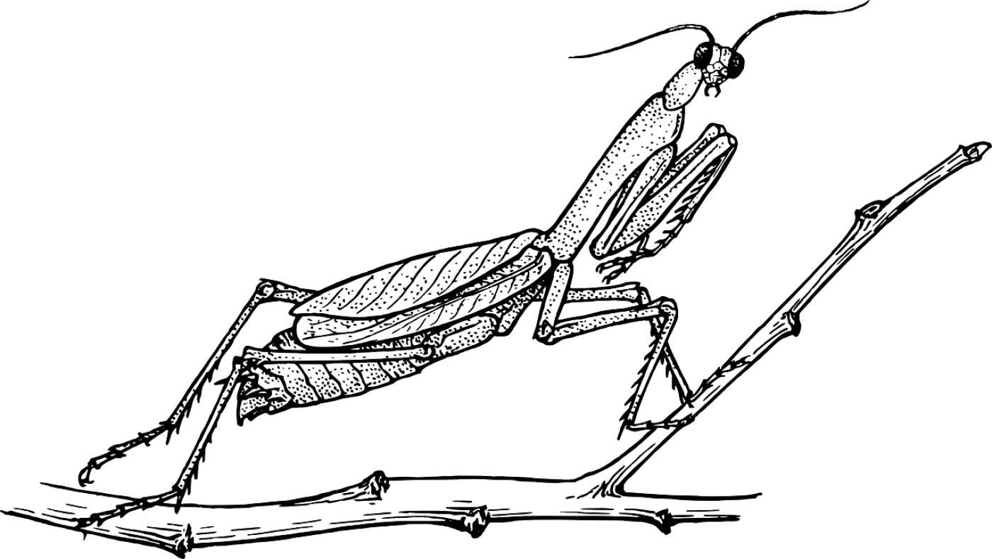 mantis praying mantis animal  svg vector