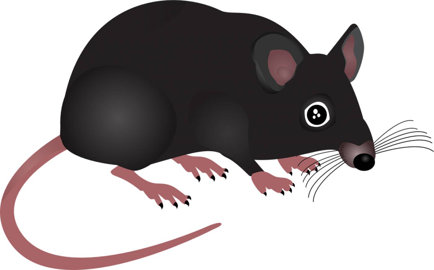 mouse homemade animal rodent pest  svg vector