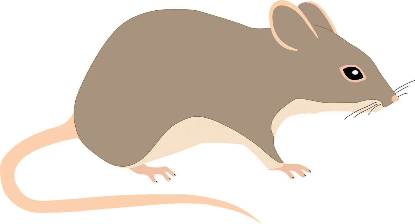 mouse rat rodent animal pest tail  svg vector