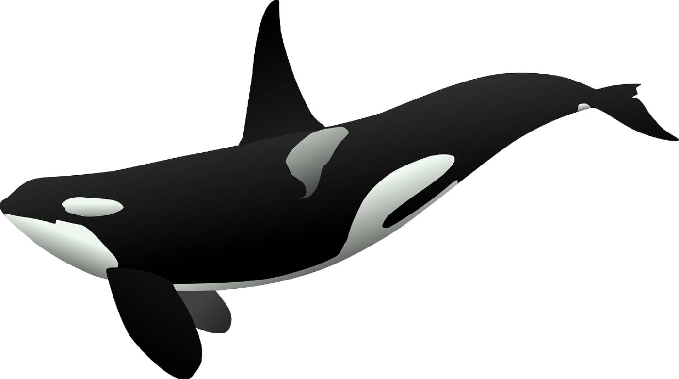orca killer whale sea mammal  svg vector