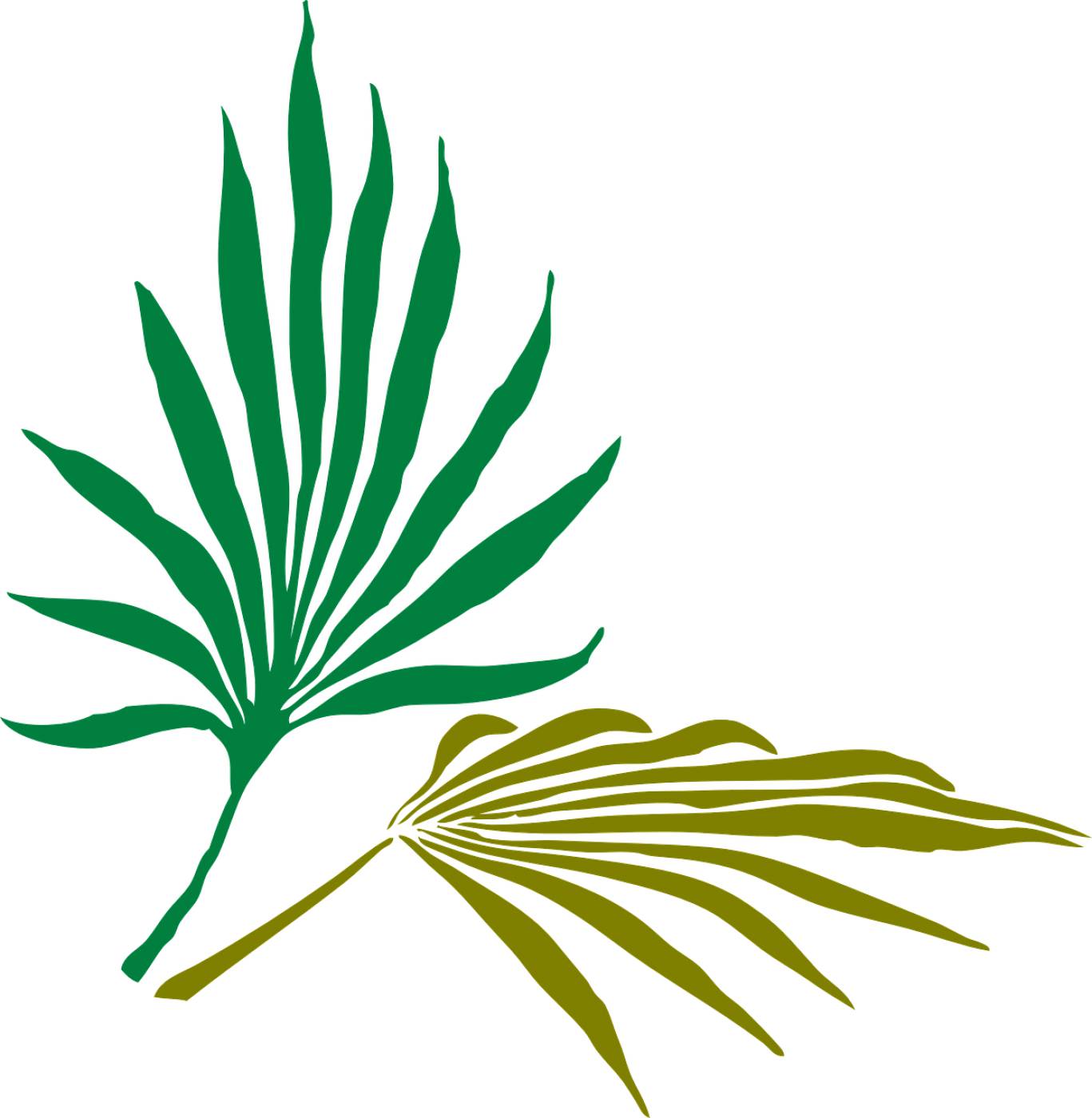 palm leaves palm tropical nature  svg vector