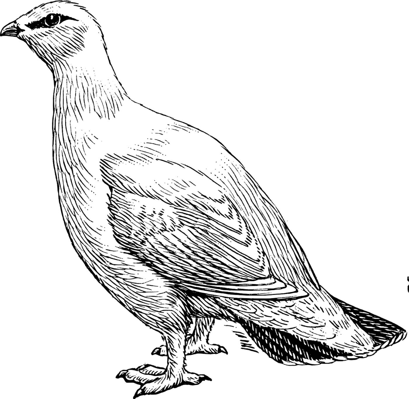 pigeon animal biology bird  svg vector