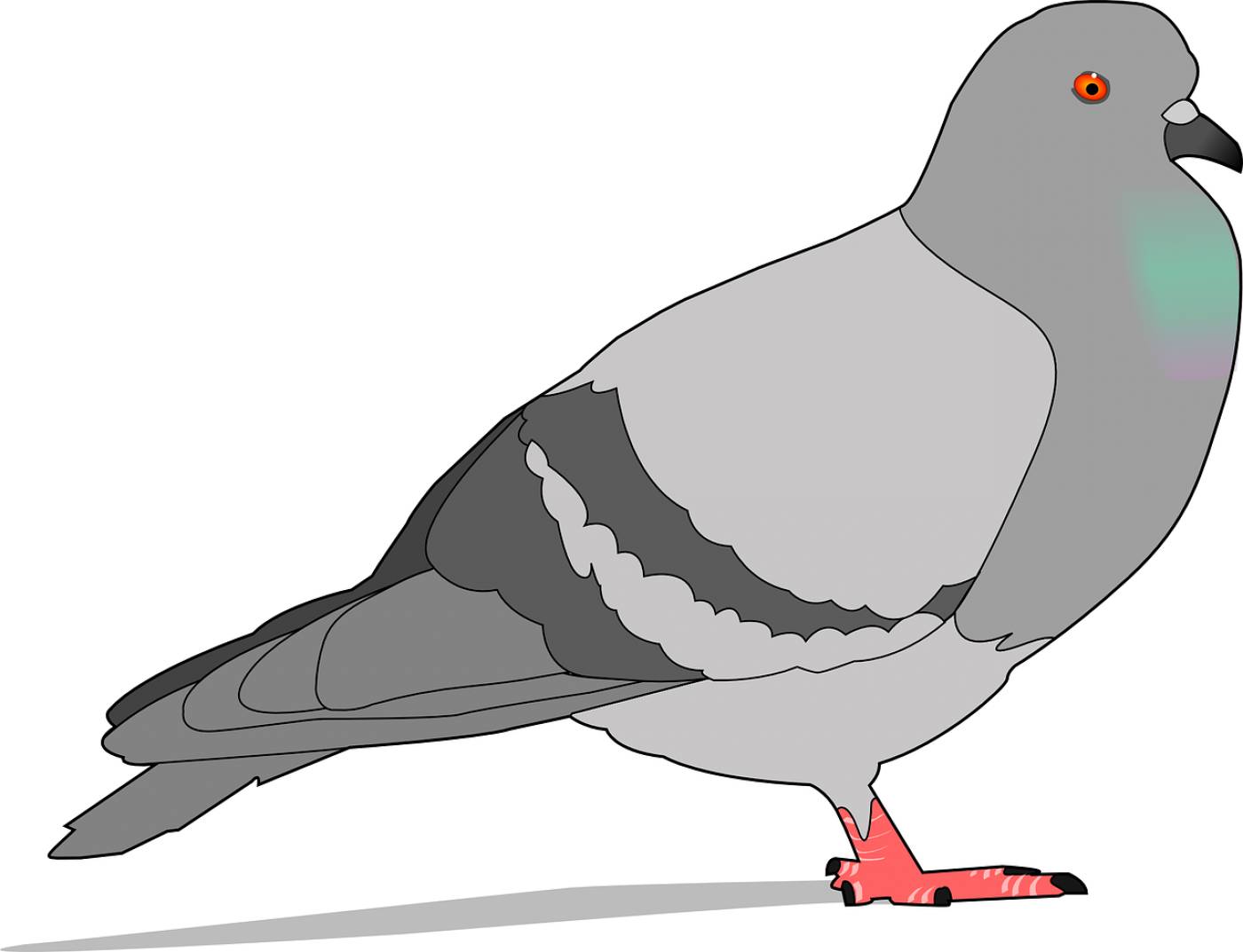 pigeon rock gray shadow bird  svg vector