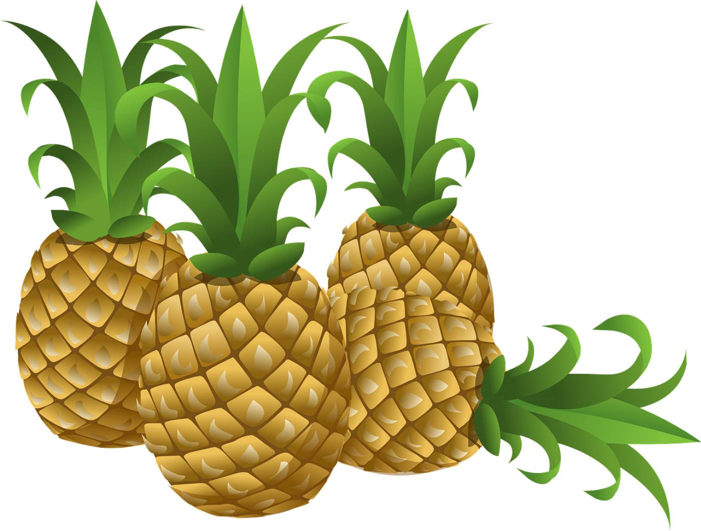 pineapples tropical fruits foods  svg vector