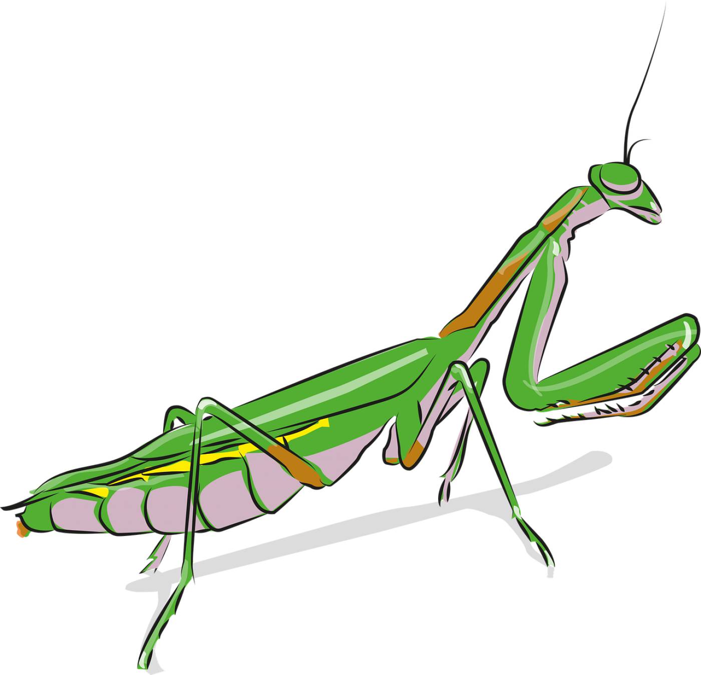 praying mantis insect animal mantis  svg vector