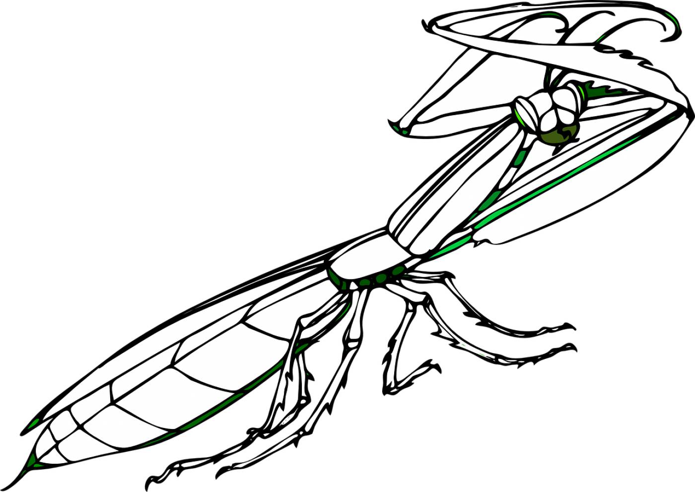 praying mantis insect huge arms  svg vector