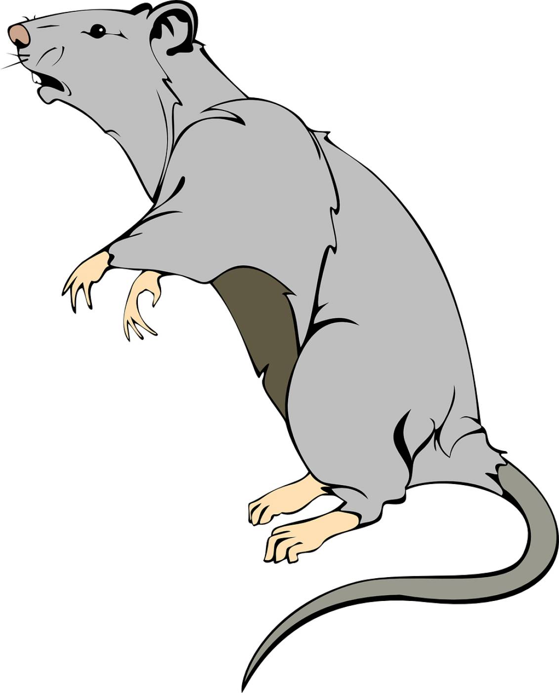 rat animal mammal mouse pest pet  svg vector