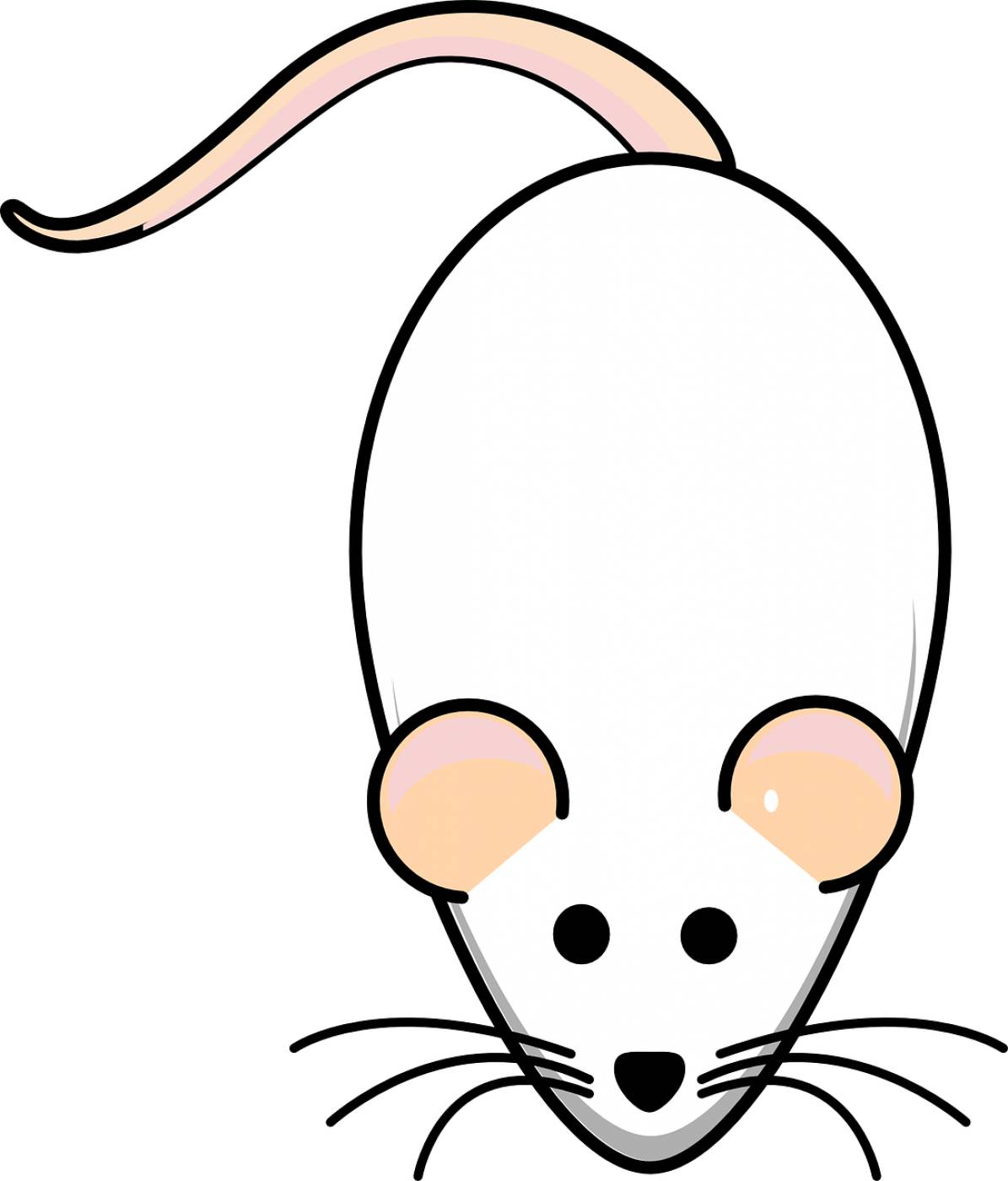 rat mouse white albino animal  svg vector