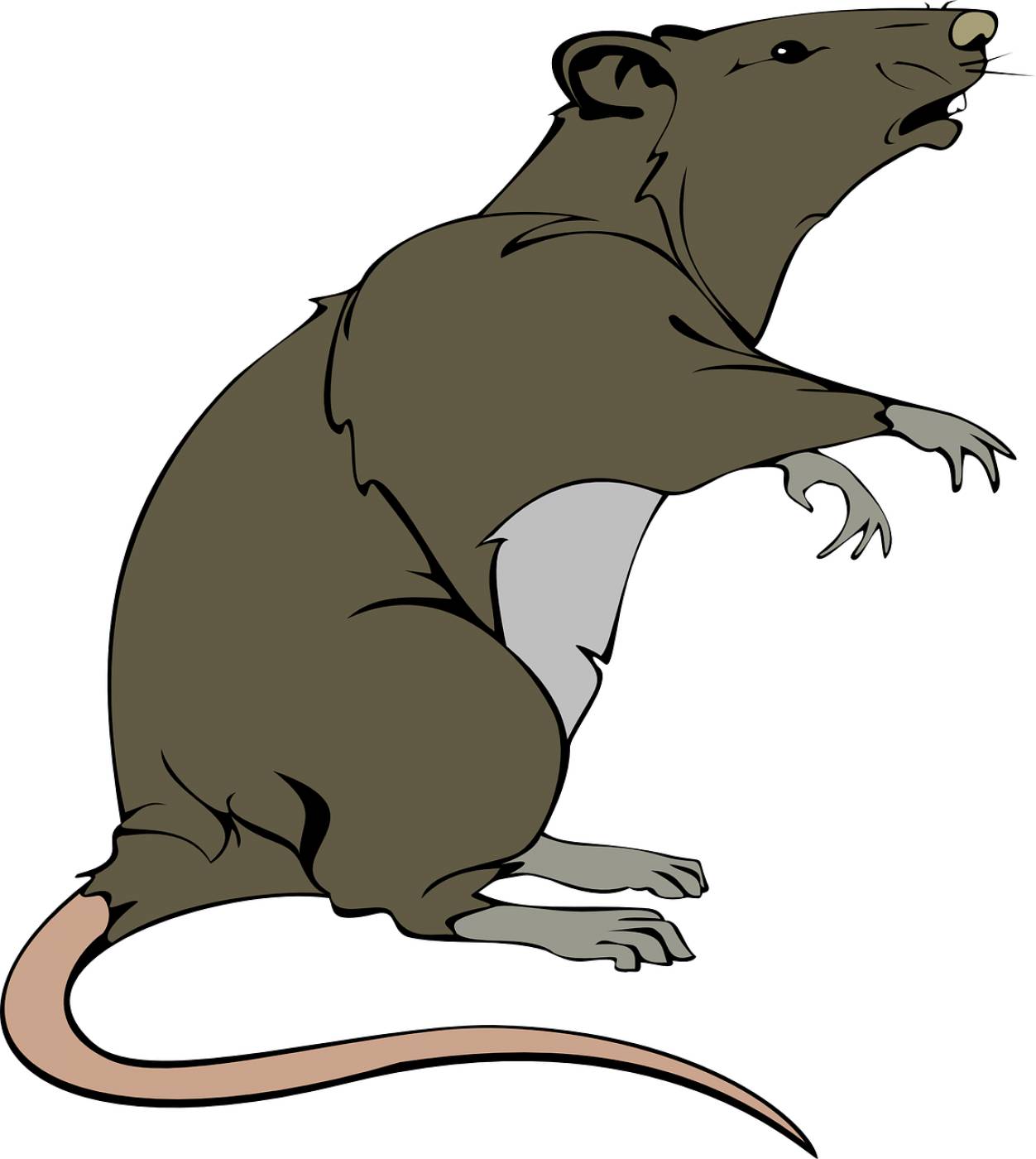 rat rodent lab animal animal rat  svg vector