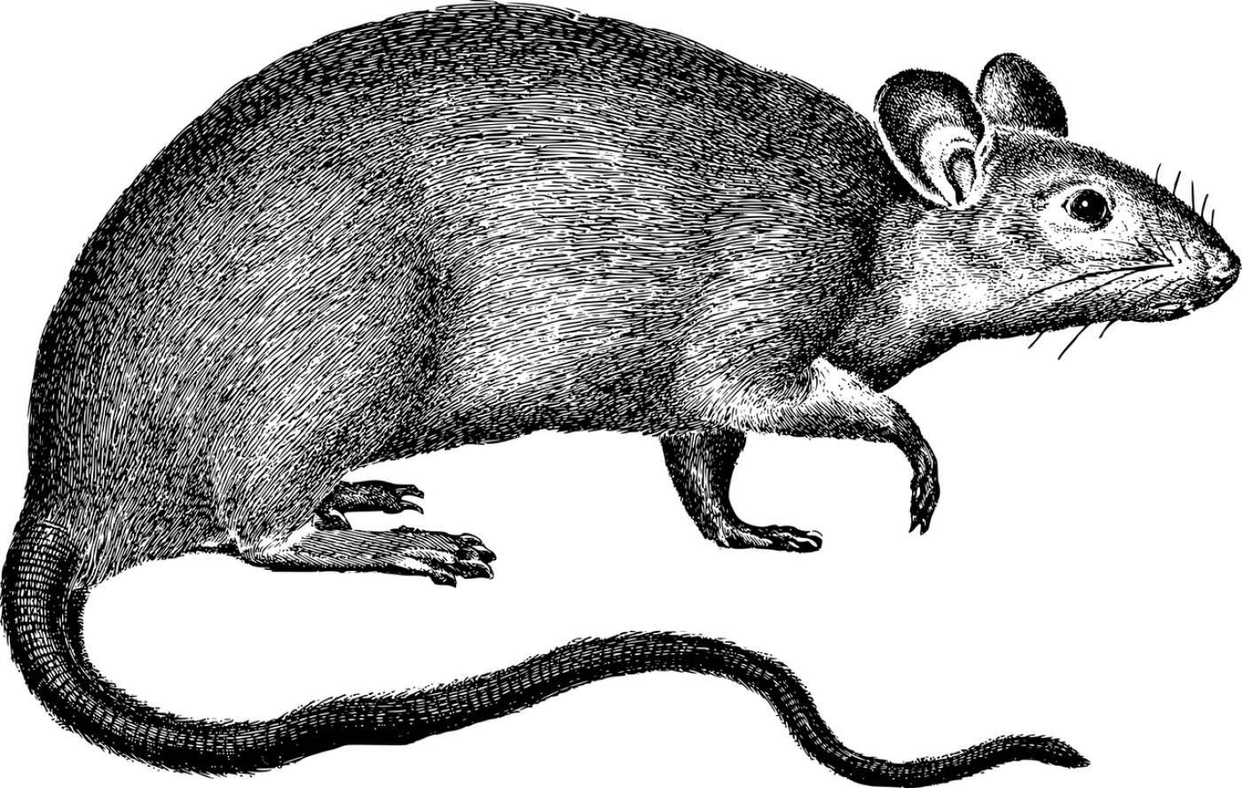 rat rodent line art mouse animal  svg vector