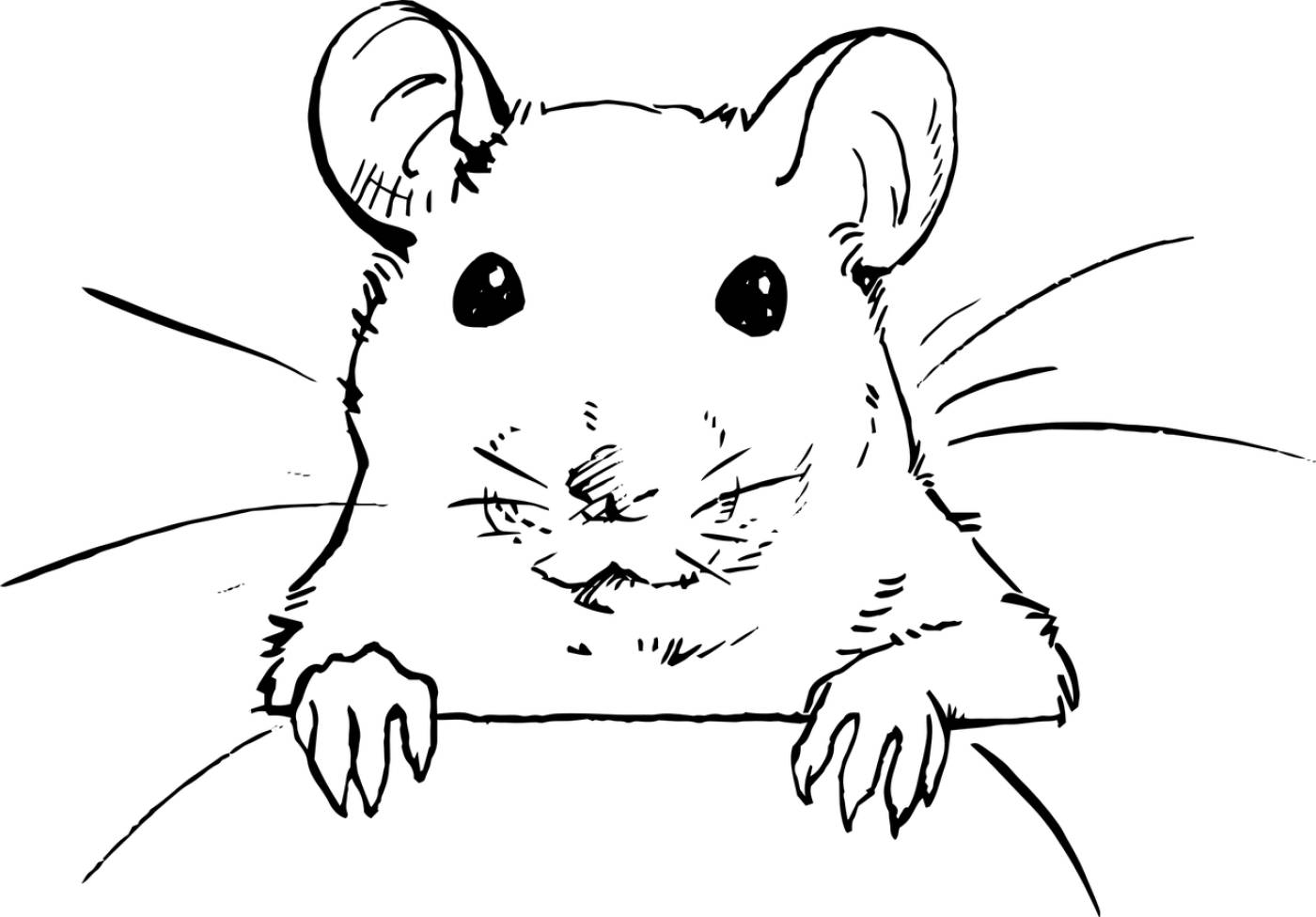 rat rodent mouse curious face  svg vector