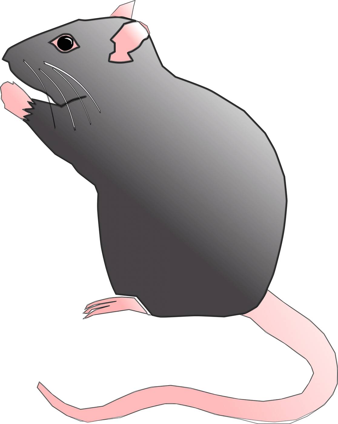 rat rodent pest mouse animal rat  svg vector
