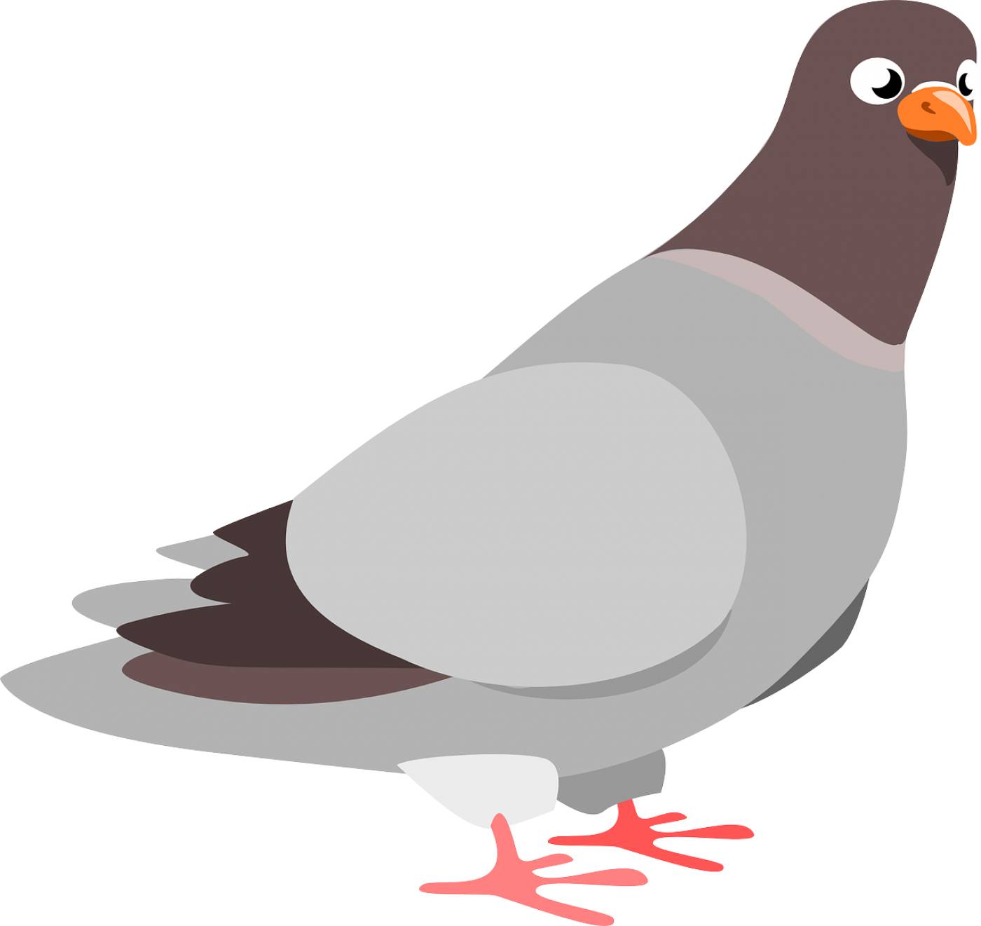 squab pigeon bird animal pigeon  svg vector
