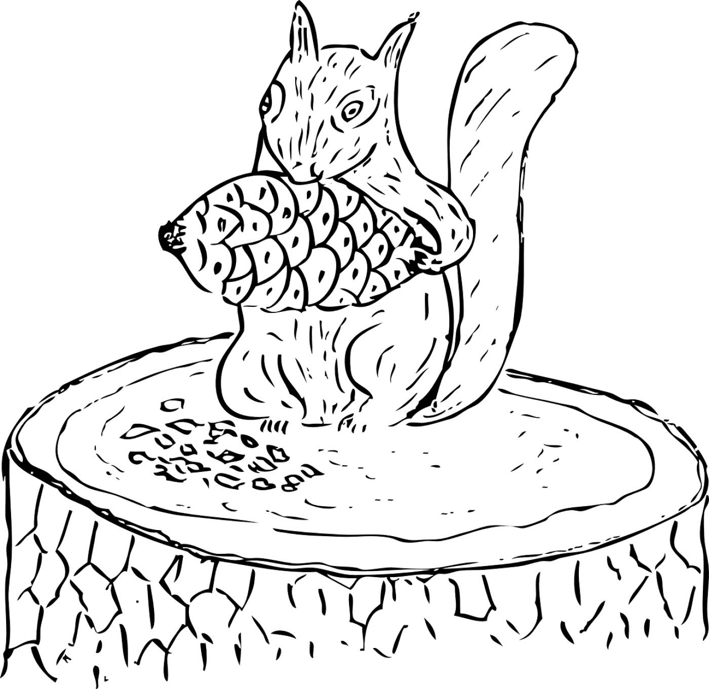 squirrel food tree cone pine  svg vector