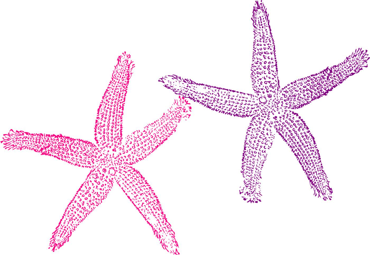 starfish purple pink sea tropical  svg vector