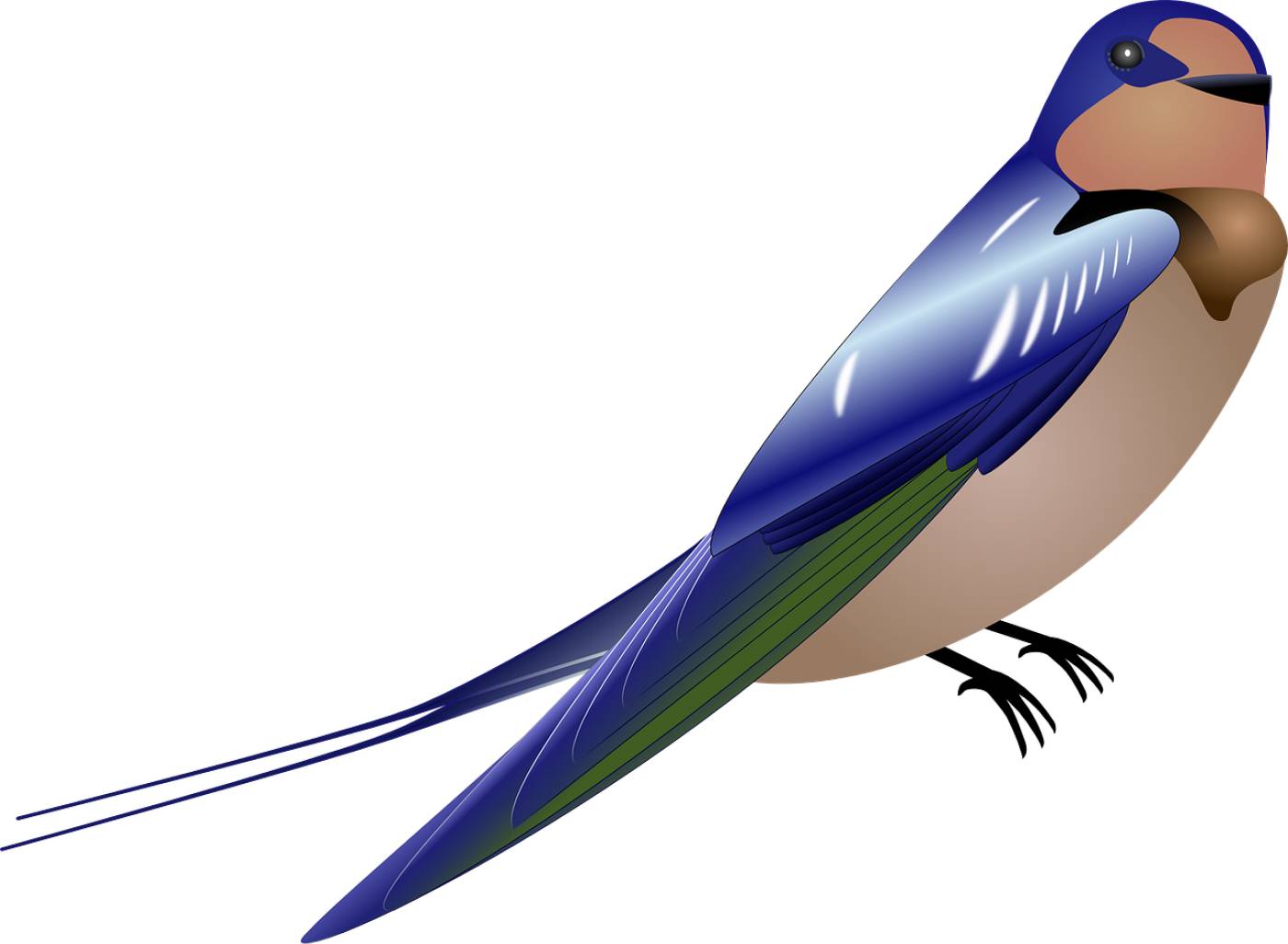 swallow bird blue wings tail  svg vector