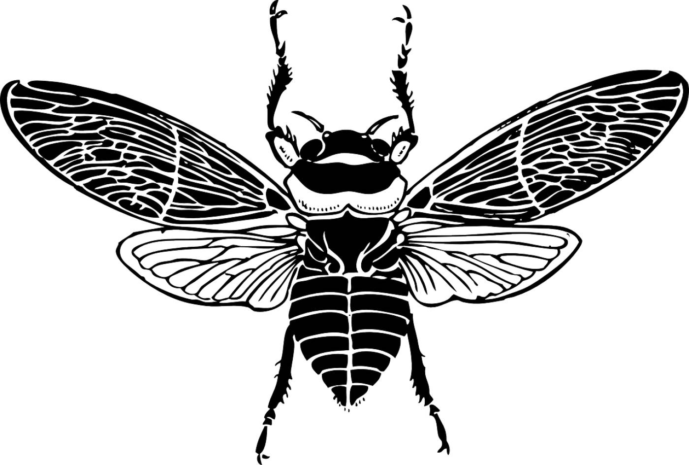 top bee wings insect honey  svg vector