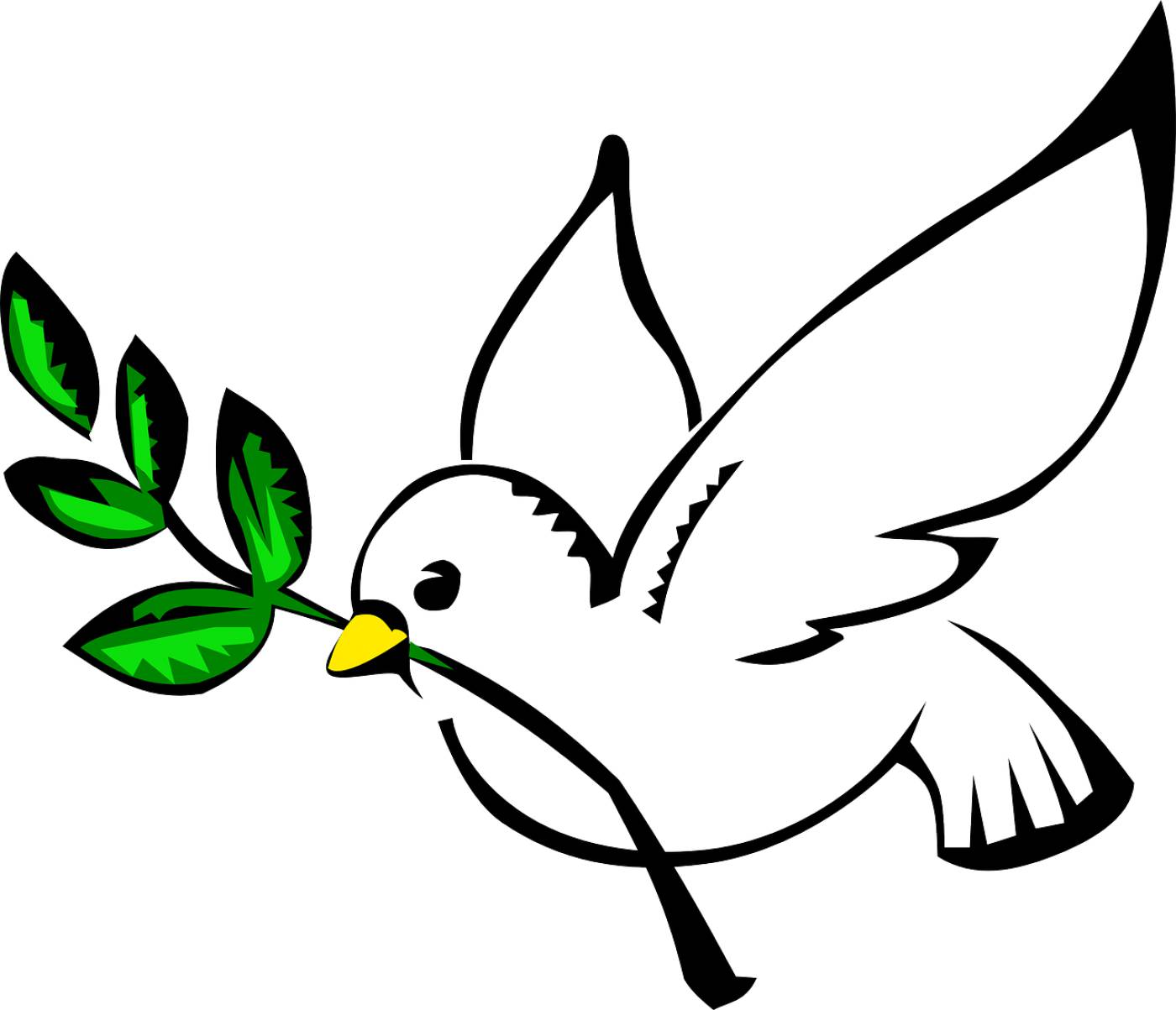 white dove olive branch pigeon  svg vector