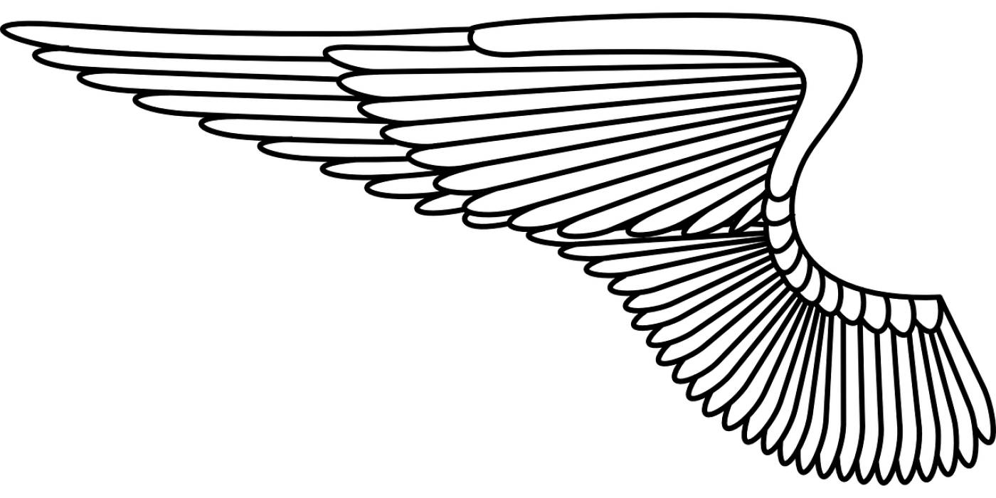wing angel feathers bird white  svg vector