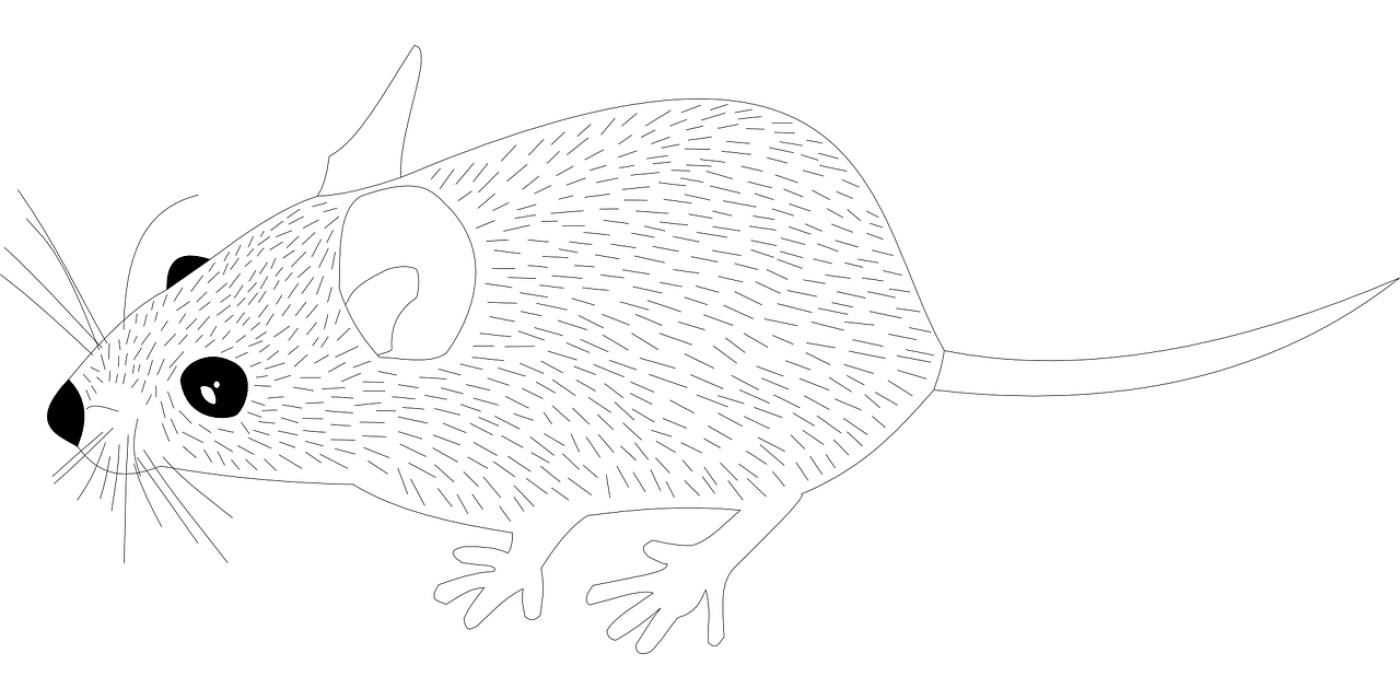 wood mouse animal mouse rat  svg vector