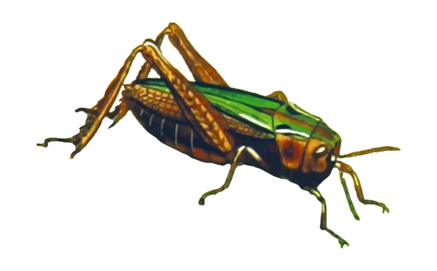 animal cricket grass grasshopper  svg vector