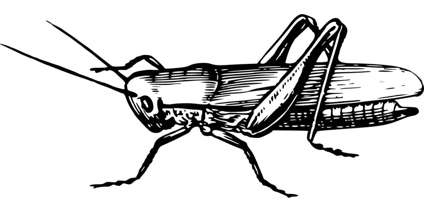 animal cricket grasshopper insect  svg vector