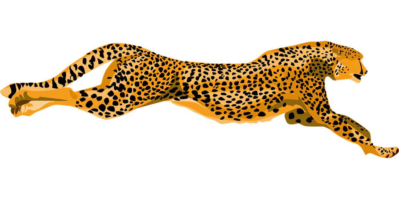 cheetah wildcat fast speed spotted  svg vector