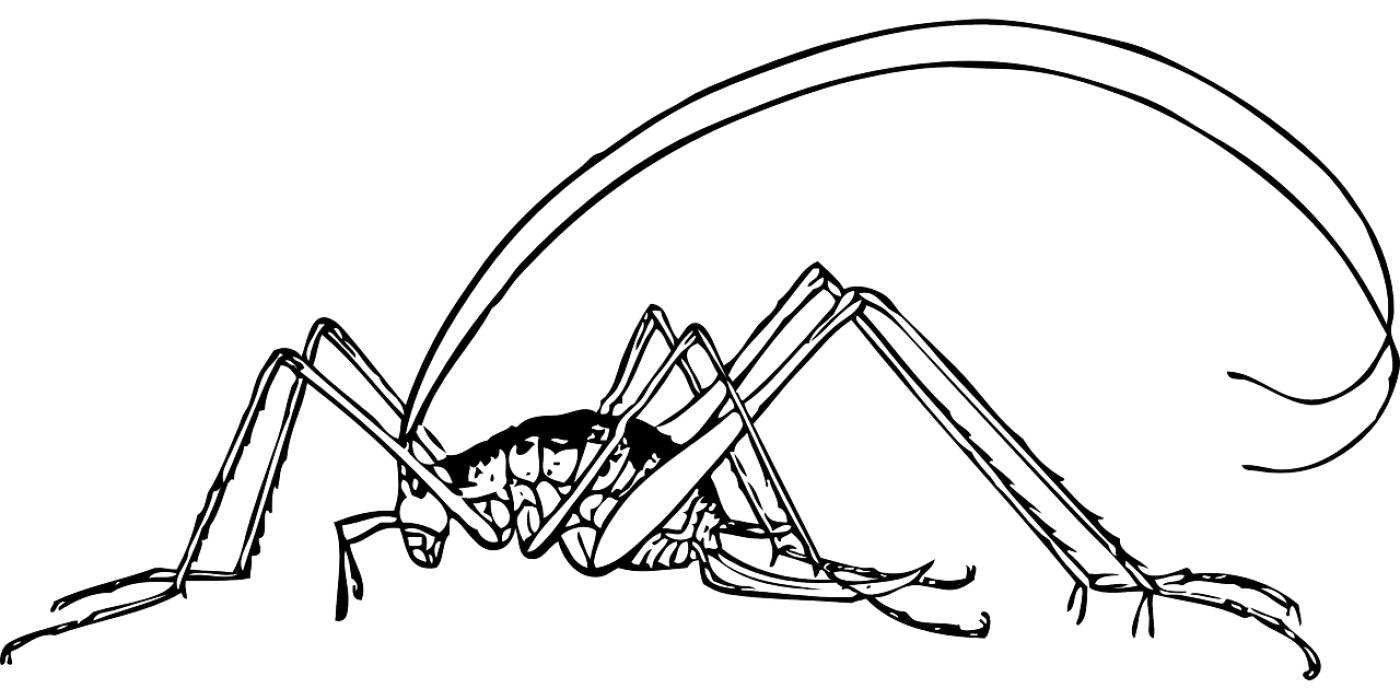cricket insect bug antennas pest  svg vector