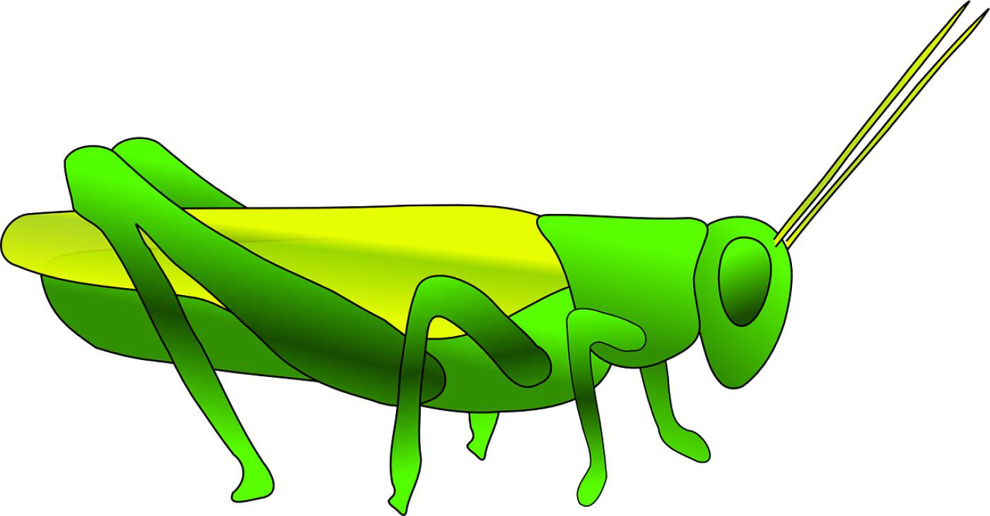 grass hopper green insect  svg vector