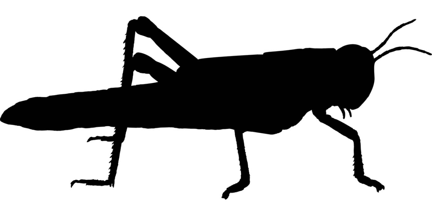 grasshopper cricket silhouette  svg vector