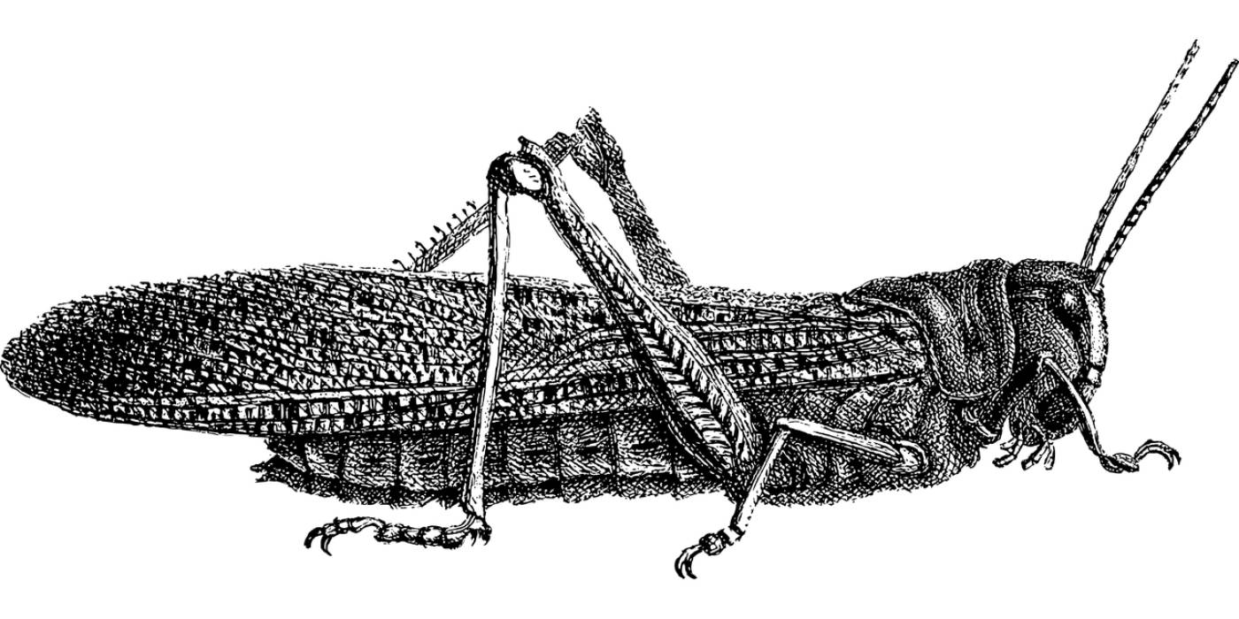 grasshopper insect animal line art  svg vector