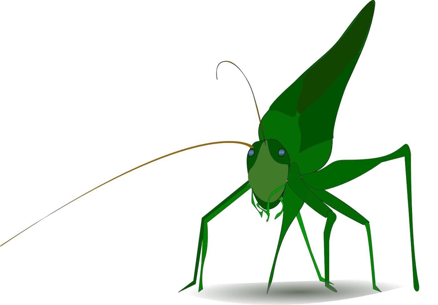 grasshopper insect green caelifera  svg vector