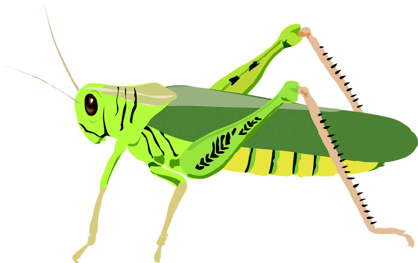 grasshopper insect hop jump legs  svg vector