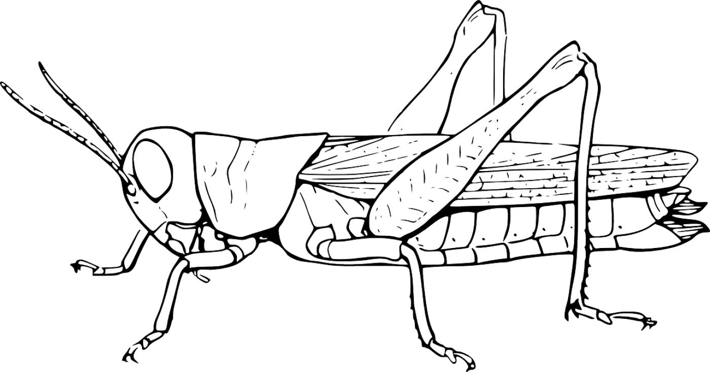 grasshopper locust hopper animal  svg vector