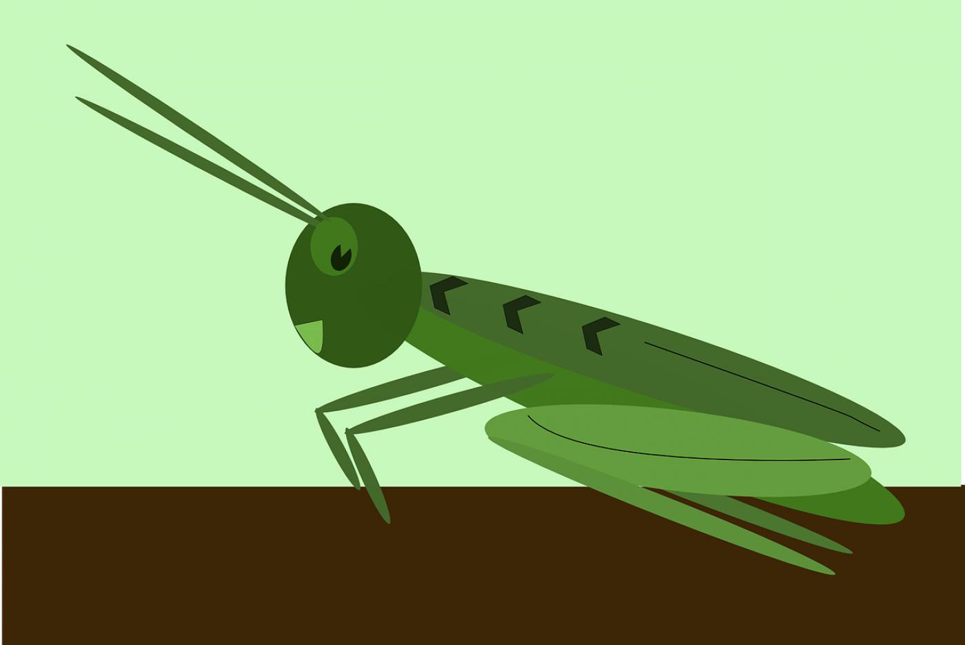 grasshopper locust insect green  svg vector