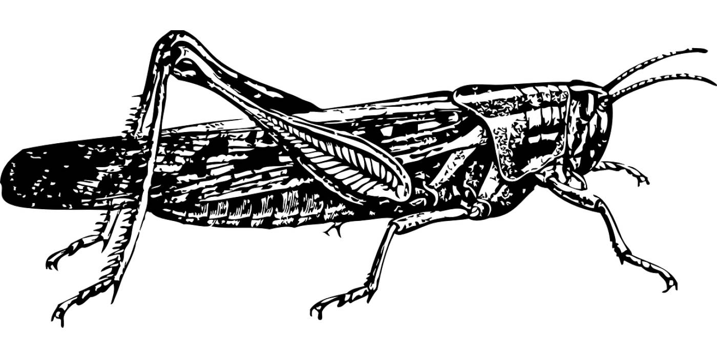 insect grasshoppers pest hopper  svg vector