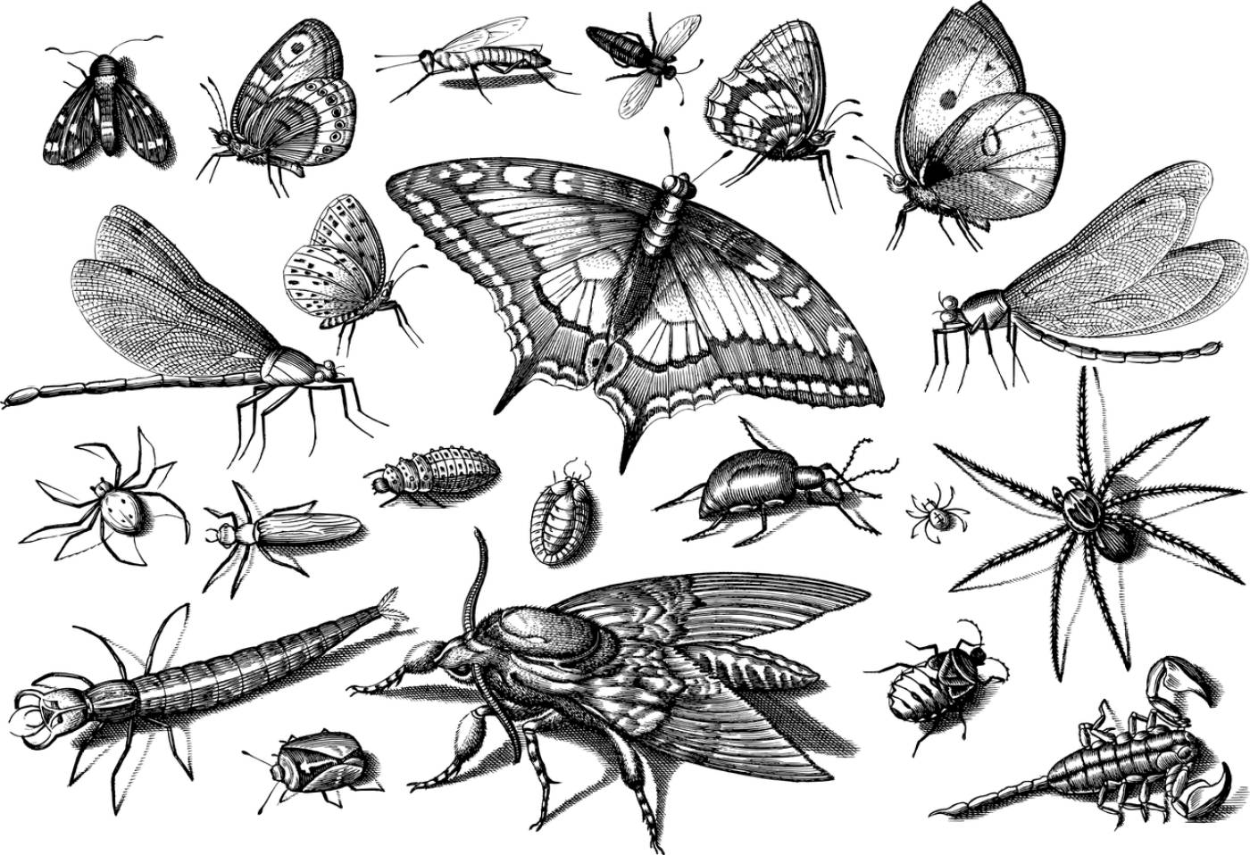 insects animals line art butterfly  svg vector