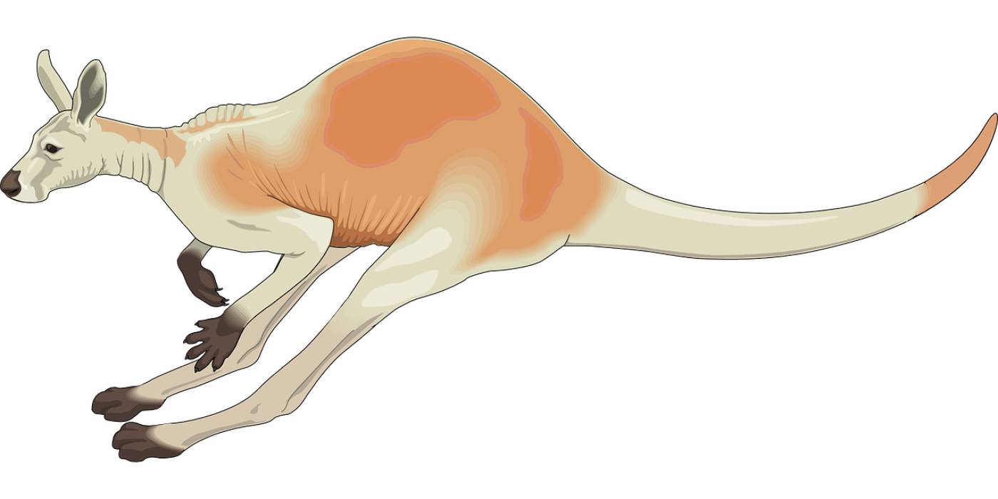 kangaroo red australia white pouch  svg vector