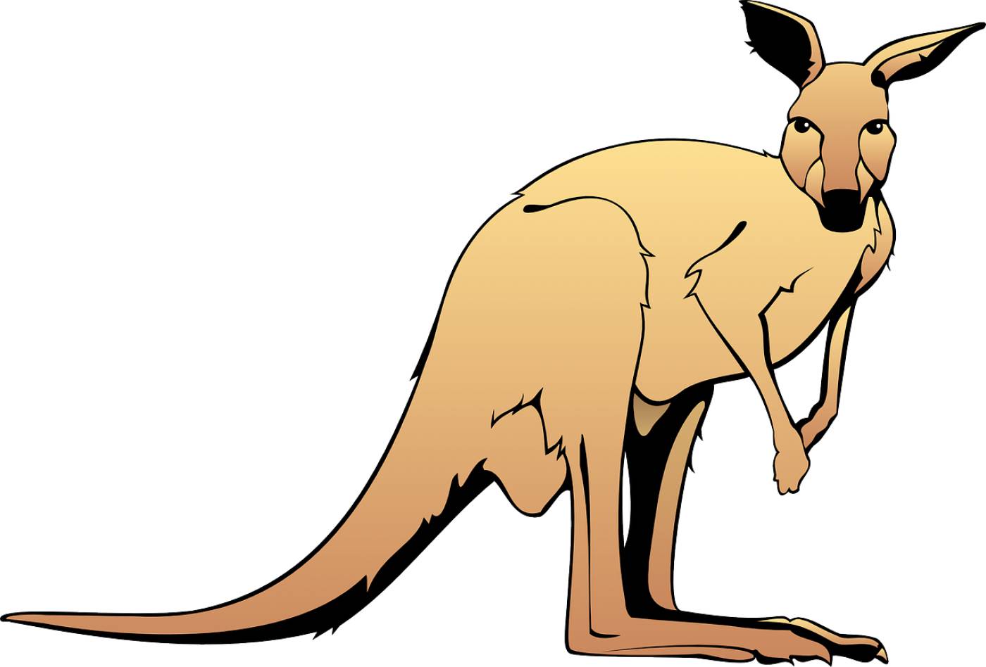 brown australia kangaroo pouch  svg vector