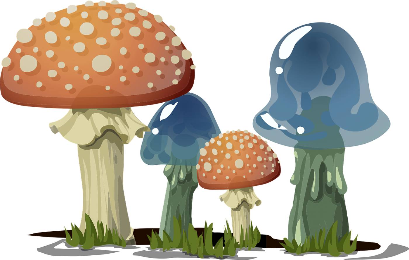 mushrooms toadstools fungi fungus  svg vector