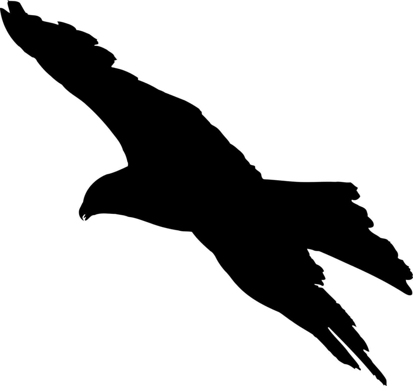 animal bird eagle favorites  svg vector