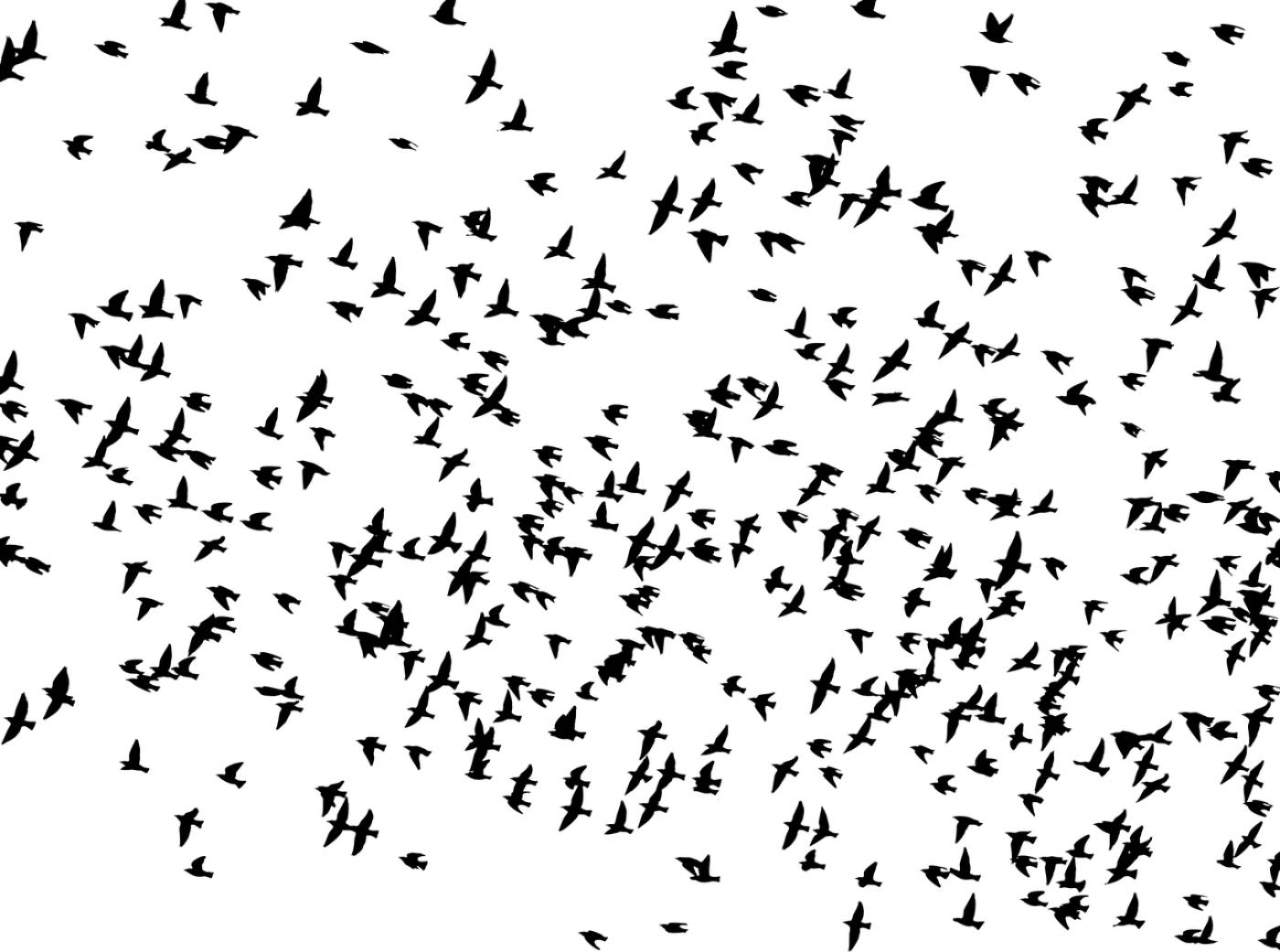 flock birds animals flying  svg vector