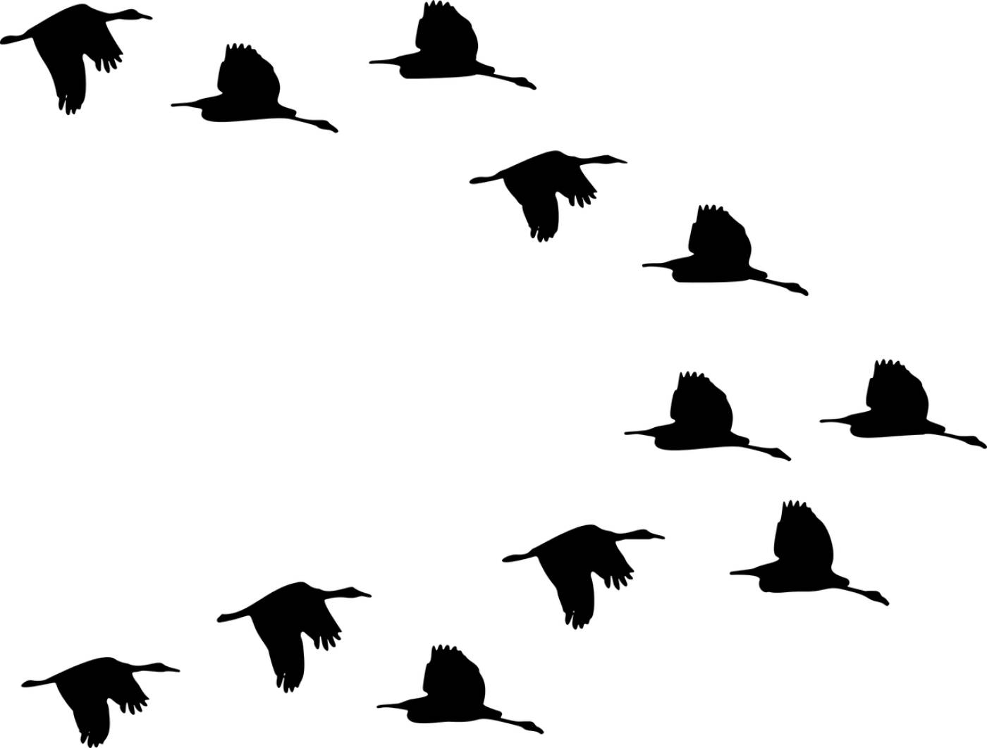 flock ducks birds animals flying  svg vector