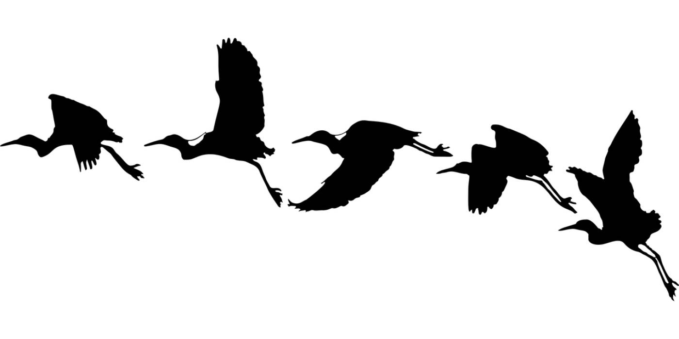flying birds animals silhouette  svg vector