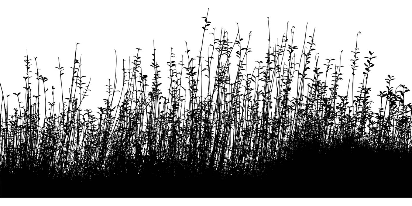grass meadow silhouette reeds  svg vector