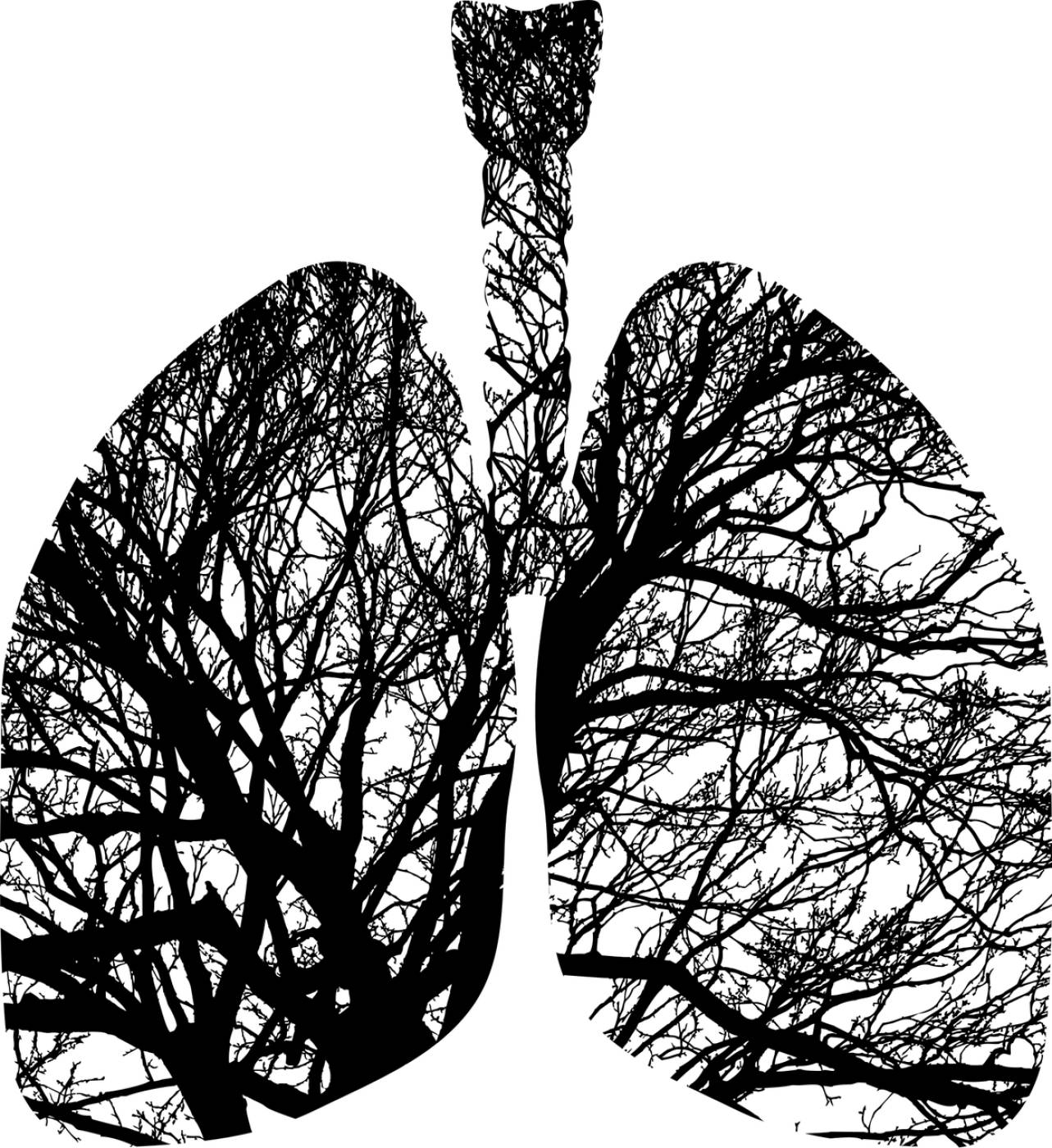 lungs branches tree anatomy  svg vector